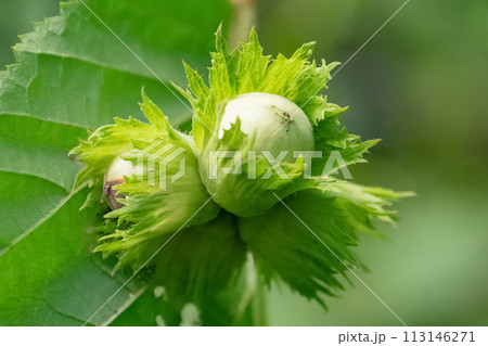 Unripe green Filbert cosford nuts growing on tree branch close up Unripe green Filbert cosford nuts growing on tree branch close up 113146271