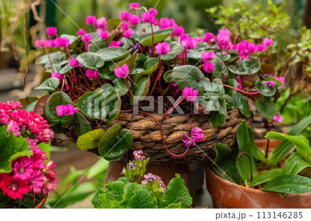 Delicate Cyclamen houseplant with pink flowers blooming in wicker flowerpot in home garden 113146285