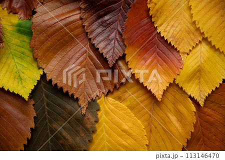 Autumn multi colored leaves of elm tree background Autumn multi colored leaves of elm tree background 113146470