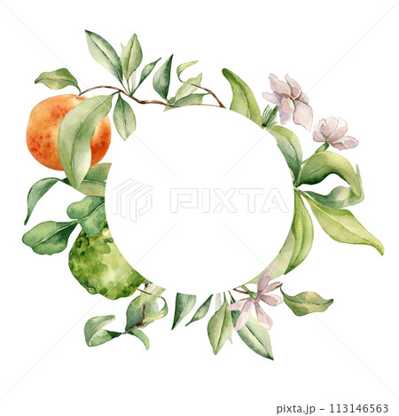 Circle frame with assorted citrus ripe. White flowers and fruit tree branches watercolor illustration isolated. Hand drawn grapefruit and jasmine in botanical sketch style for print products, package 113146563