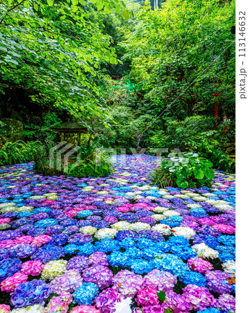 紫陽花の池 紫陽花の池 113146632
