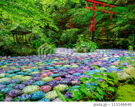 紫陽花の池 113146640