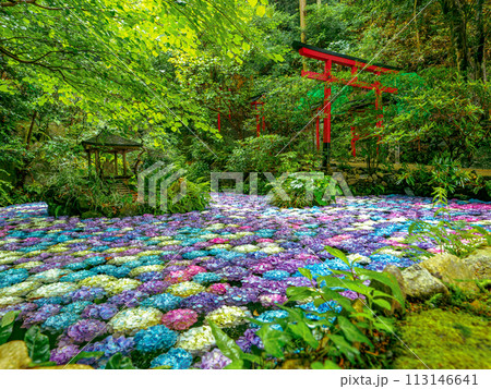 紫陽花の池 113146641