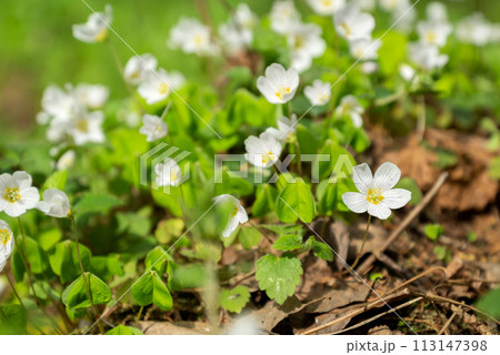 Oxalis or Wood sorrel blossoming white flowers in spring Oxalis or Wood sorrel blossoming white flowers in spring 113147398