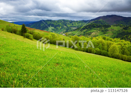 grassy alpine meadow on the hill. mountainous rural landscape in spring on an overcast day. carpathian countryside of ukraine 113147526