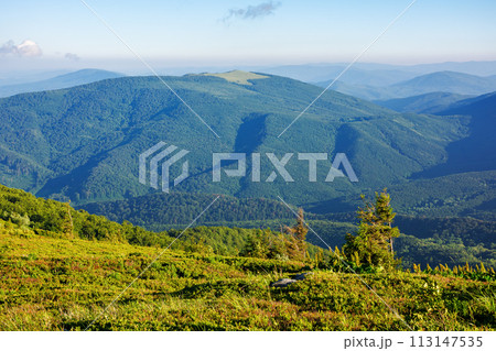 mountainous nature scenery on a sunny day in summer. spruce tree on the grassy alpine hill. summer vacations in carpathian mountains, ukraine 113147535