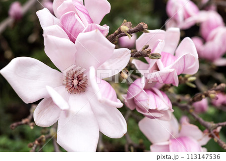 Pink magnolia flowers blooming on tree branch in spring garden 113147536