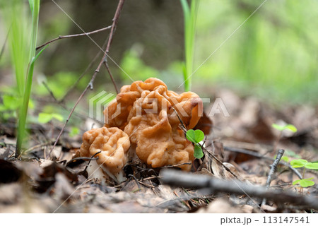 Gyromitra mushroom grows in spring forest Gyromitra mushroom grows in spring forest 113147541