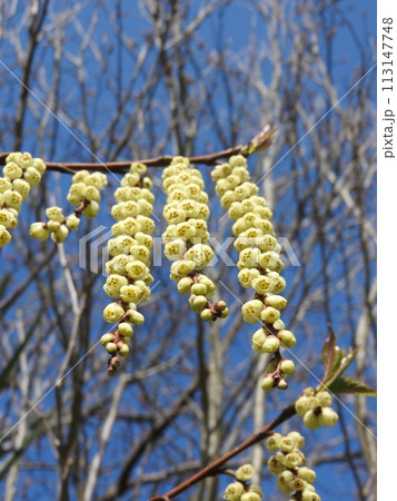キブシ（木五倍子）の花：雄花 113147748