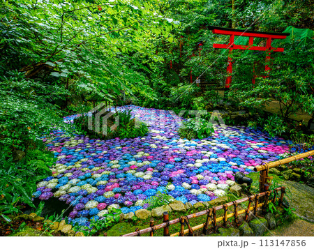 紫陽花の池 113147856