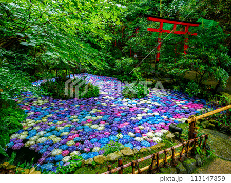 紫陽花の池 113147859