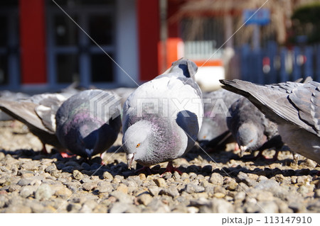 境内に集まる鳩 113147910