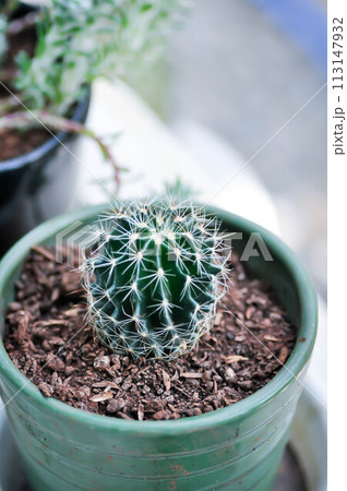 Echinopsis calochlora, Goloden Echinopsis calochlora or cactus Echinopsis calochlora, Goloden Echinopsis calochlora or cactus 113147932