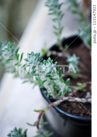 Portulaca werdermannii or Portulaca, Moss Rose or Sun plant or Sun Rose or purslane or pussley flower Portulaca werdermannii or Portulaca, Moss Rose or Sun plant or Sun Rose or purslane or pussley flower 113147933