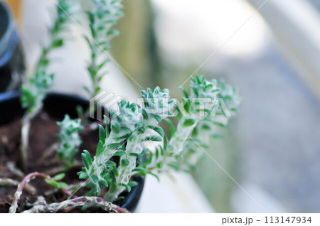 Portulaca werdermannii or Portulaca, Moss Rose or Sun plant or Sun Rose or purslane or pussley flower Portulaca werdermannii or Portulaca, Moss Rose or Sun plant or Sun Rose or purslane or pussley flower 113147934