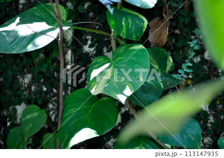Devils Ivy, Golden Pothos or Hunters Robe or Epipremnum aureum or Araceae Devils Ivy, Golden Pothos or Hunters Robe or Epipremnum aureum or Araceae 113147935