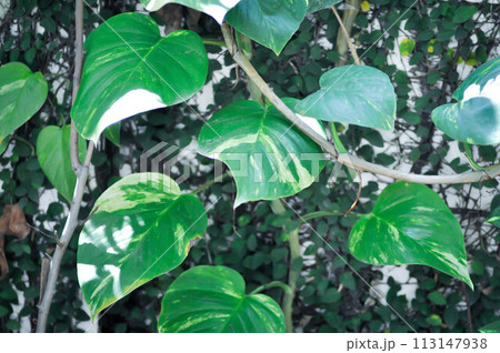 Devils Ivy, Golden Pothos or Hunters Robe or Epipremnum aureum or Araceae Devils Ivy, Golden Pothos or Hunters Robe or Epipremnum aureum or Araceae 113147938