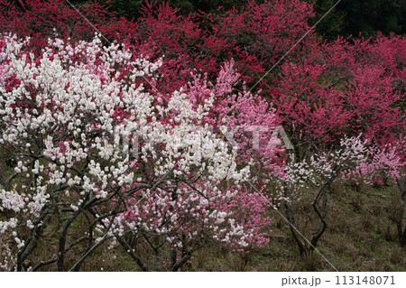 山に咲く花桃 113148071