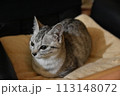 猫 猫 113148072