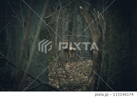Lonely Male Roe Deer (Capreolus capreolus) 113148174