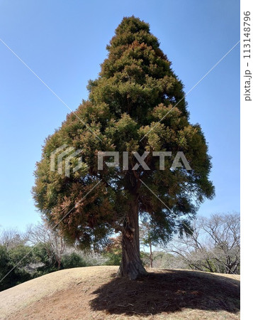 房総のむら 杉の木 房総のむら 杉の木 113148796