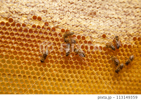 Working bees on the yellow honeycomb with sweet honey.. Working bees on the yellow honeycomb with sweet honey.. 113149359