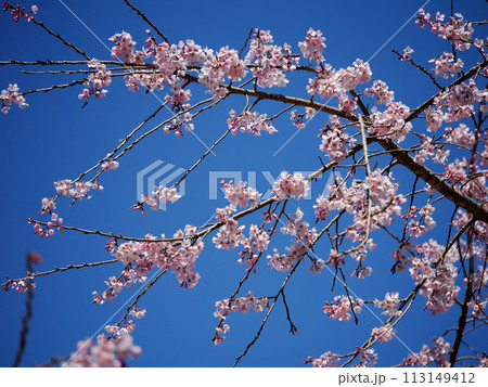 萩市・南明寺のしだれ桜 113149412