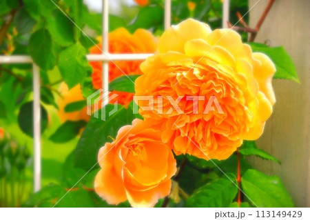 親子のように頬ずれをするオレンジ色の薔薇の花 親子のように頬ずれをするオレンジ色の薔薇の花 113149429