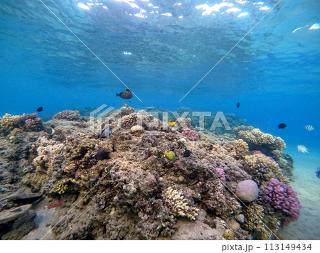 Underwater life of reef with corals and tropical fish. Coral Reef at the Red Sea, Egypt. 113149434