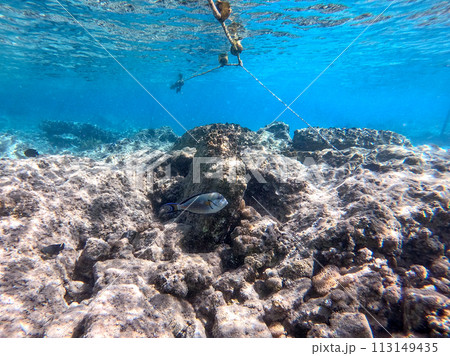 Surgeon fish or sohal tang fish (Acanthurus sohal) at the Red Sea coral reef.. 113149435