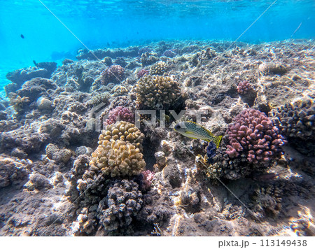 Blackspotted rubberlip fish or plectorhinchus gaterinus at coral reef.. Blackspotted rubberlip fish or plectorhinchus gaterinus at coral reef.. 113149438