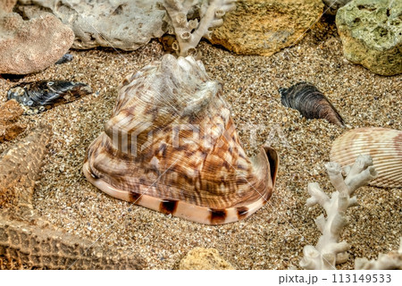 King Helmet seashell underwater King Helmet seashell underwater 113149533