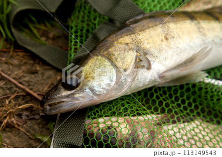 Freshwater zander on keepnet with fishery catch in it.. 113149543