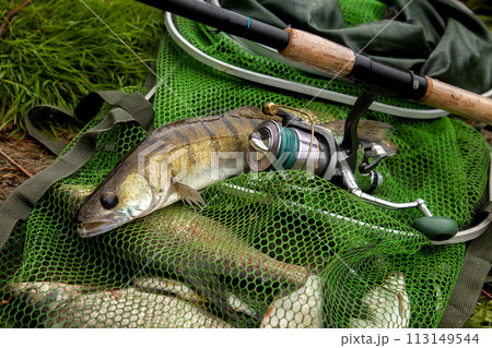 Freshwater zander and fishing rod with reel on keepnet with fishery catch in it.. 113149544