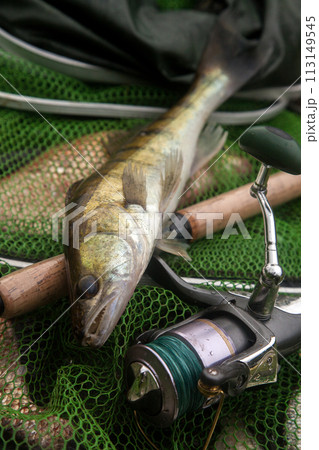 Freshwater zander and fishing rod with reel on keepnet with fishery catch in it.. 113149545