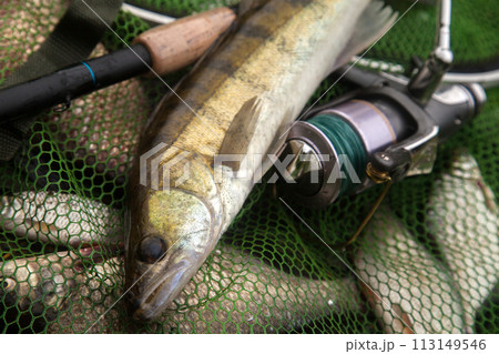Freshwater zander and fishing rod with reel on keepnet with fishery catch in it.. 113149546