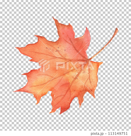 Fall maple leaf on transparent background. Hand drawn watercolor illustration isolated. Fall maple leaf on transparent background. Hand drawn watercolor illustration isolated. 113149751