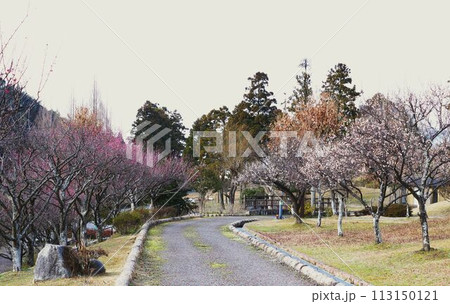 ほたるの里に色づく梅花たち 113150121