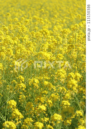 菜の花畑 7 菜の花畑 7 113150386