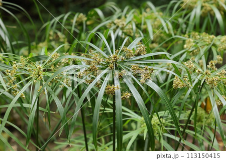 自然　植物　シュロガヤツリ、マダガスカル原産。観賞用として移入され逸出、南日本で定着しているそうです 113150415