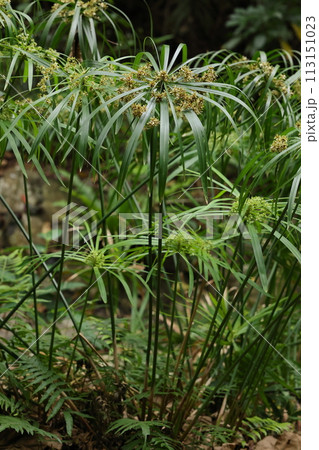 自然　植物　シュロガヤツリ、マダガスカル原産。草丈は一メートルほど、花茎の先に苞葉が傘状に広がります 113151023