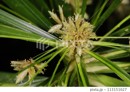 自然 植物 シュロガヤツリ、花序枝の先に平たい楕円形の小穂がつきます 自然 植物 シュロガヤツリ、花序枝の先に平たい楕円形の小穂がつきます 113151027