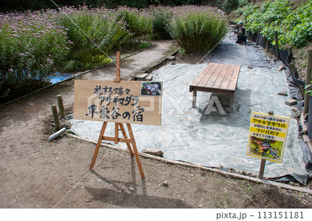 広島県福山市沼隈町平家谷のフジバカマに群れるアサギマダラ 113151181