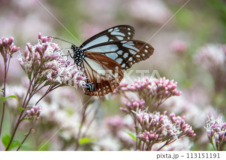 広島県福山市沼隈町平家谷のフジバカマに群れるアサギマダラ 113151191