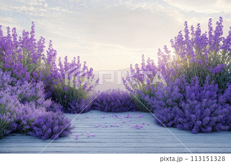 Wooden walkway surrounded by lavender fields 113151328