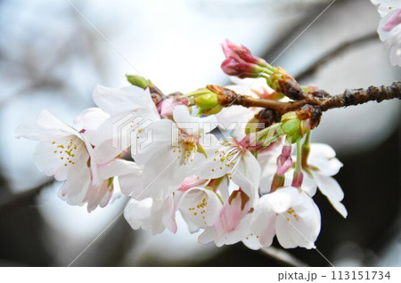 桜のつぼみ 開花 桜のつぼみ 開花 113151734