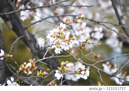 桜のつぼみ 開花 桜のつぼみ 開花 113151737