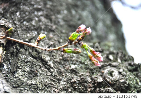 桜のつぼみ 開花 桜のつぼみ 開花 113151749