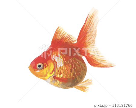 金魚（琉金） 113151766