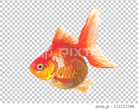 金魚（琉金） 113151766